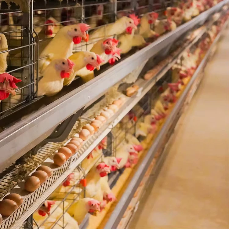 Automatic Battery Laying Hens Chicken Cages for Kenya Egg Layer Poultry Farm