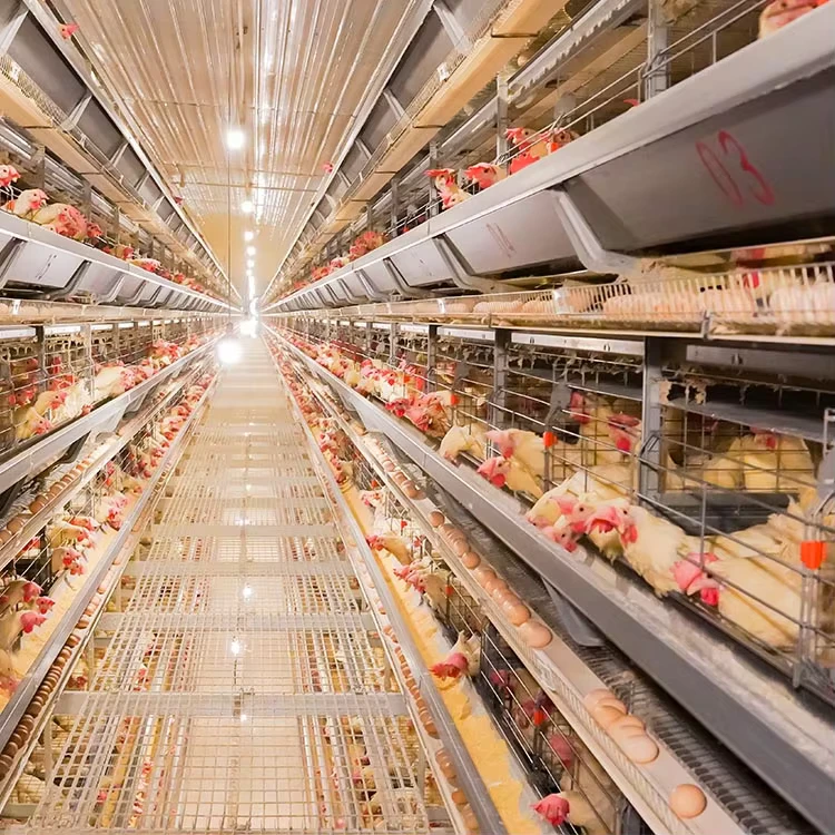 Automatic Poultry Farm Chicken Layer Battery Cage for Egg Laying Hens