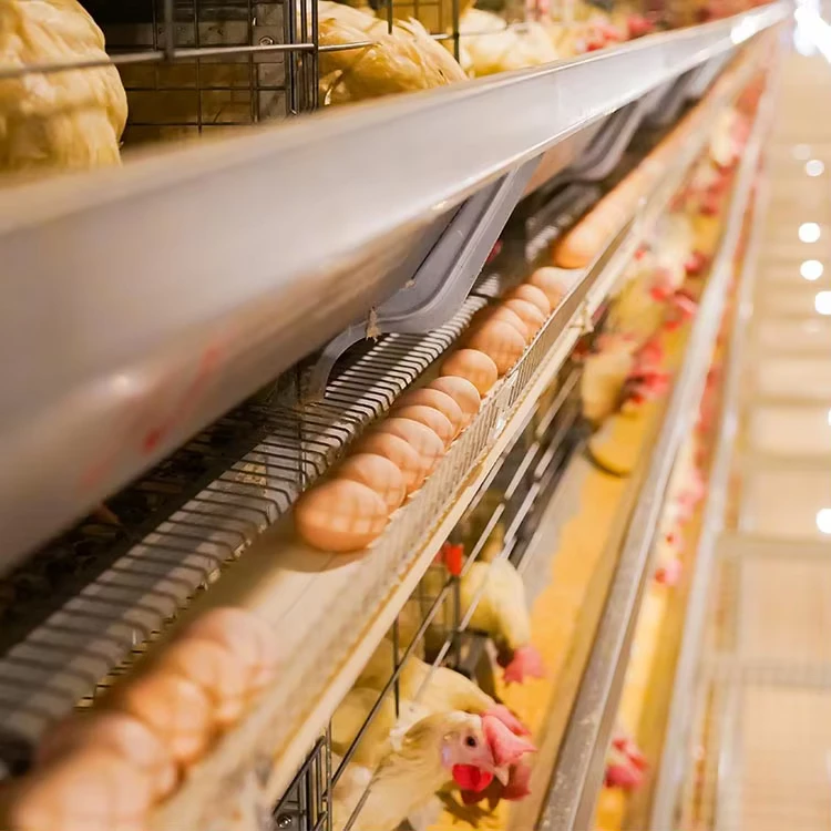 Laying Chicken Layer Cage Poultry Equipment System Automatic Battery Cages Laying Egg Cage for Poultry Chicken Hen